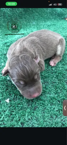 Husky siberiano