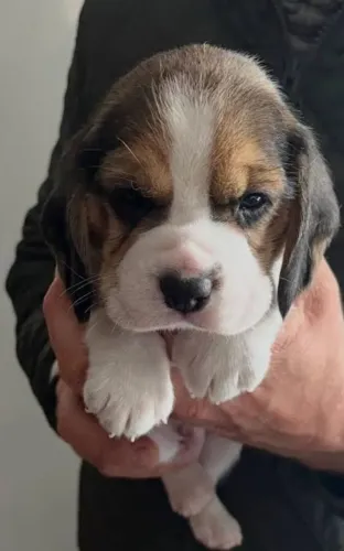 Beagle Mini Filhotes Malhadinhos Perfeitos.