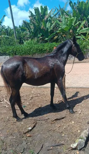 Pordo de 1 ano e 6 meses 