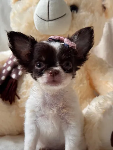Chihuahua, machos e fêmeas, pêlo longo e curto(creme, branco, bicolor e chocolates)