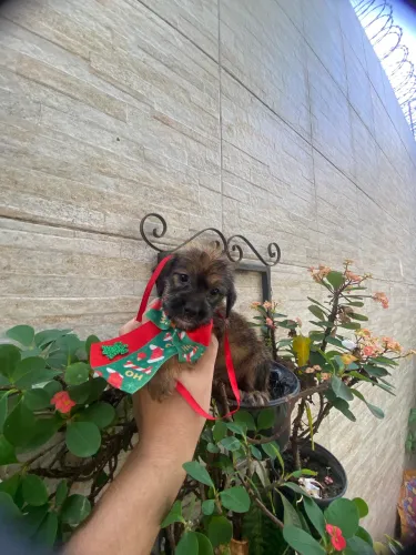 Oferta relâmpago Shitzu com york fêmea caminha brinde corre