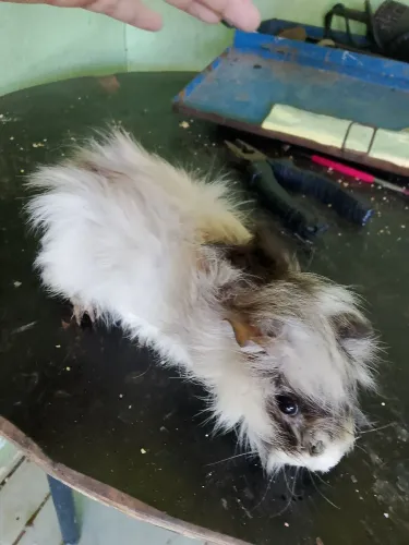Filhote de Porquinho da índia 