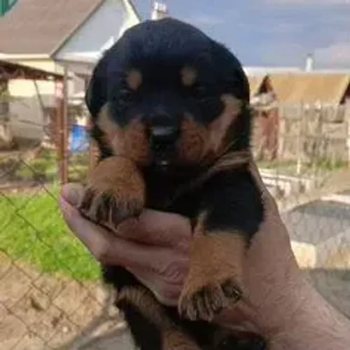 Rottweiler,Rottweiler Filhote Disponível Entrega Facilitada