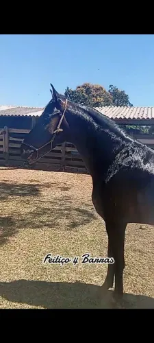 Cavalo marcha picada, linhagem passatempo