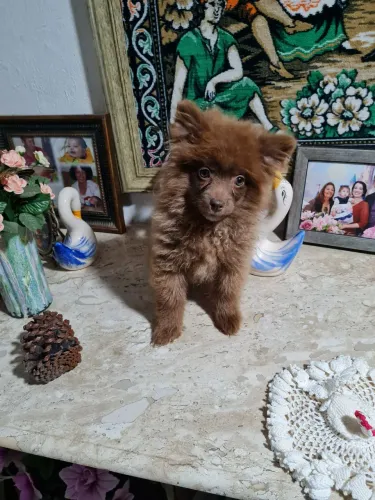 Vende-se lulu macho