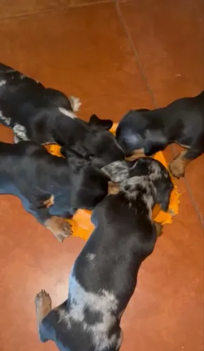 Fêmeas cofap (salsicha) disponível