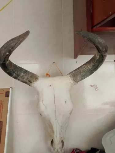 Cabeça de Boi tratada