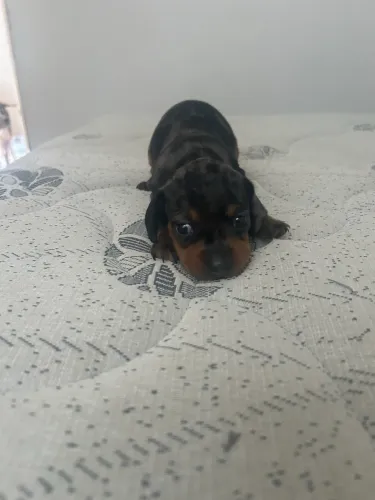 Venda de Dachshund