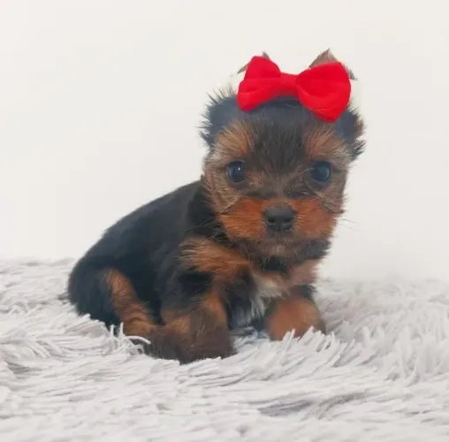Yorkshire Terrier micro ( Venda Linda Fêmea )