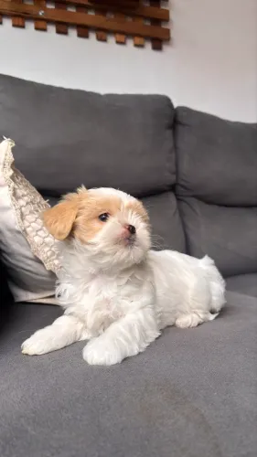 Filhote Shih Tzu fêmea