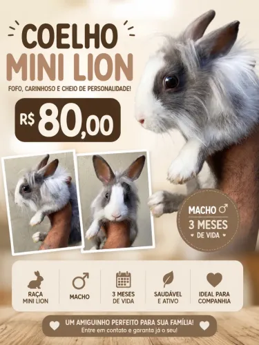 Coelho macho mini lion 