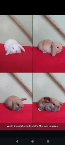 Mini loop 