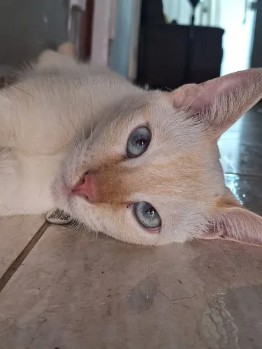 Gato Siamês Red dot para Doação