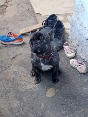 Vendo :Bulldog frances