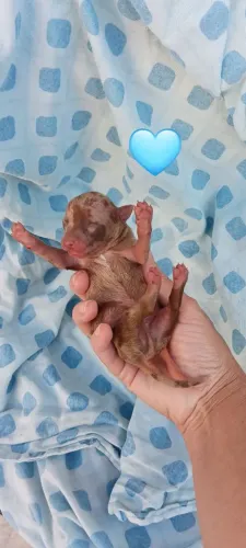 Pinscher merlre machinho