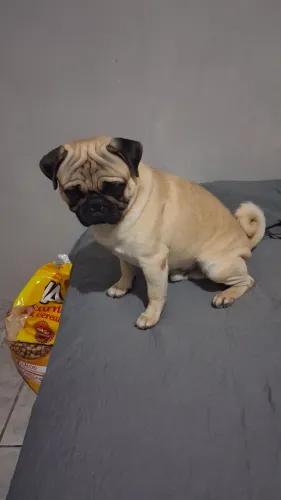 Vendo pega está com 1 ano e 5 mês não tenho espaco