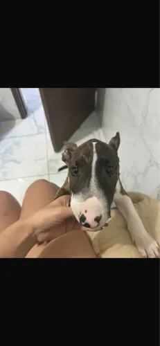Bulterrier