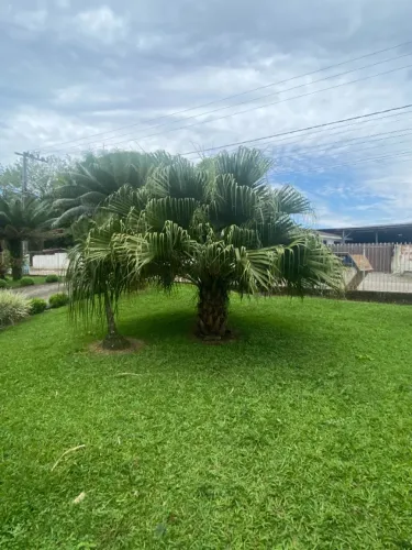 Vende-se Palmeira-Leque-da-China (Livistona chinensis)