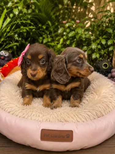 dachshund pelo longo