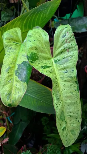 Mudas de Plantas: Philodendron paraíso verde