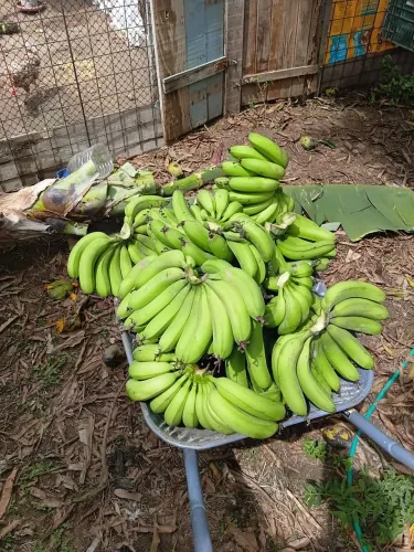 Mudas banana nanica