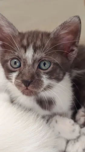 Essa gatinha linda está pra adoção (46 dias)