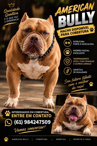 American bully pra cruza 