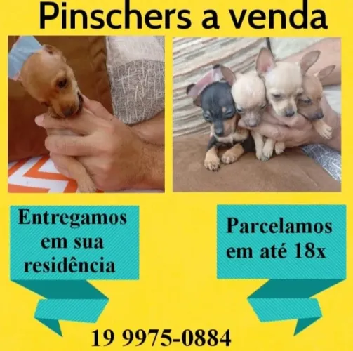 Filhote de Pinscher mini criado em ambiente familiar