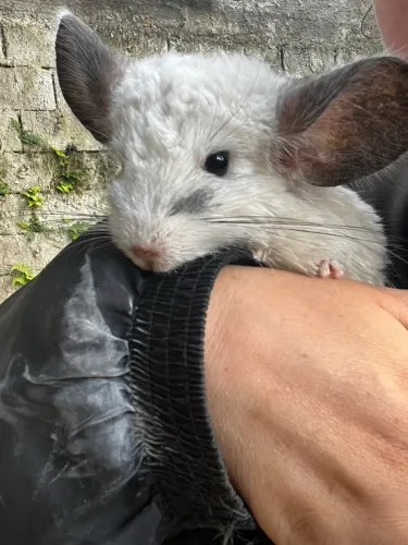 Chinchila 