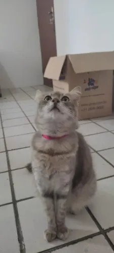 Gatinha castrada e vacinada pra doação