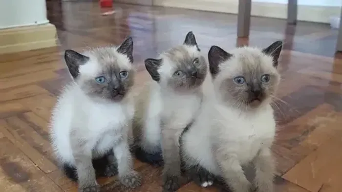Bebês de Siamês