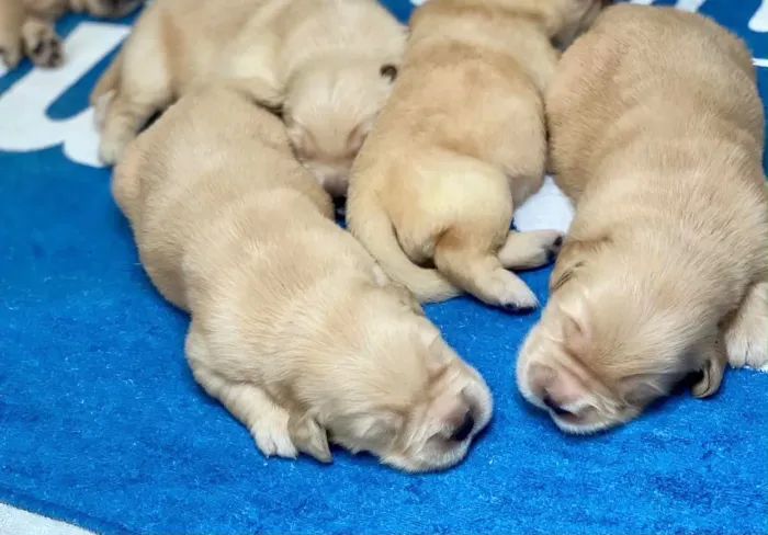 Filhotinhos de Golden para doação