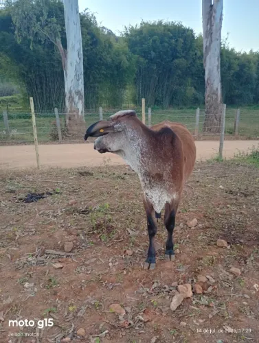 Novilha girolando 1/4
