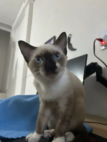 Gatinha para adoção