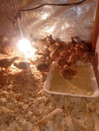 Codornas