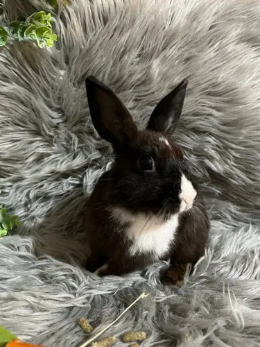 Netherland padrão Pet adulto 