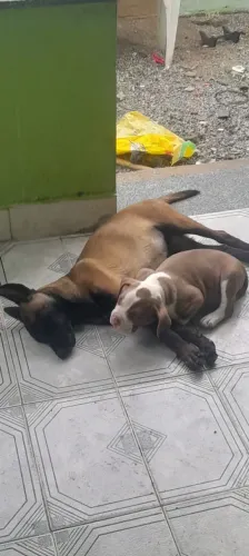 Vendo pit bull de 3 meses