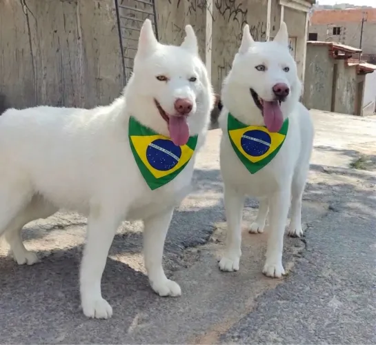Husky Siberiano