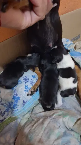 Vendo filhotes de Pinscher tm 0