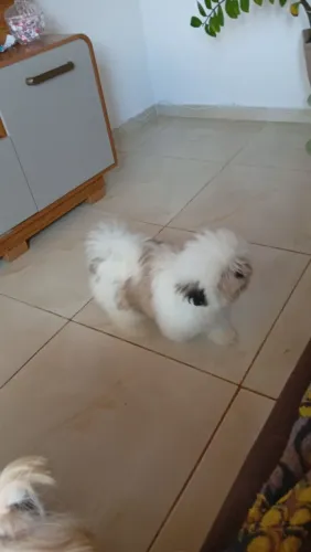 Troco uma Shin Tzu fêmea de alta qualidade
