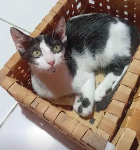 Filhotes  adoção responsável 