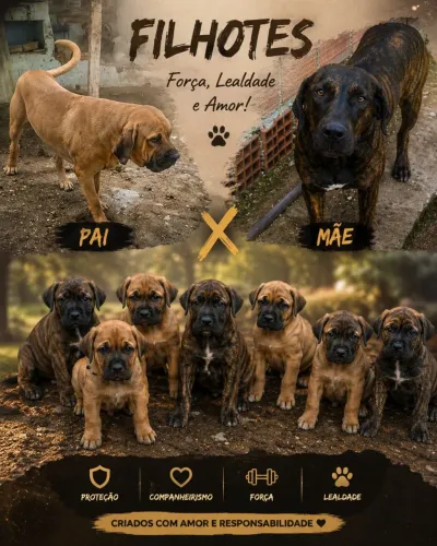 Filhotes fila brasileiro pedigree