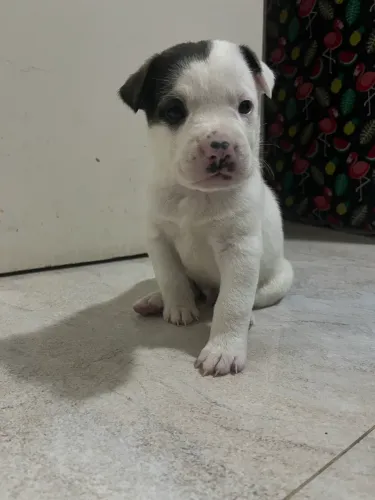 Filhote de pit moster com boinhadeira hostraliana 