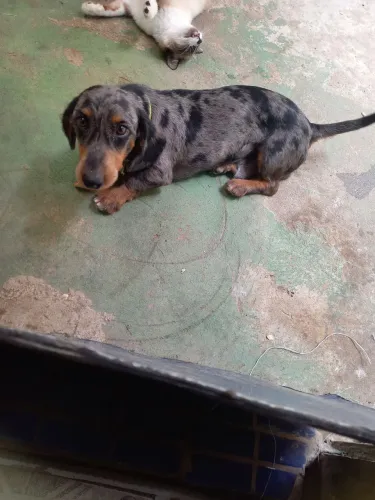 Vendo cachorro salsicha arlekim