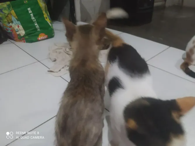 Adoção de Gatos