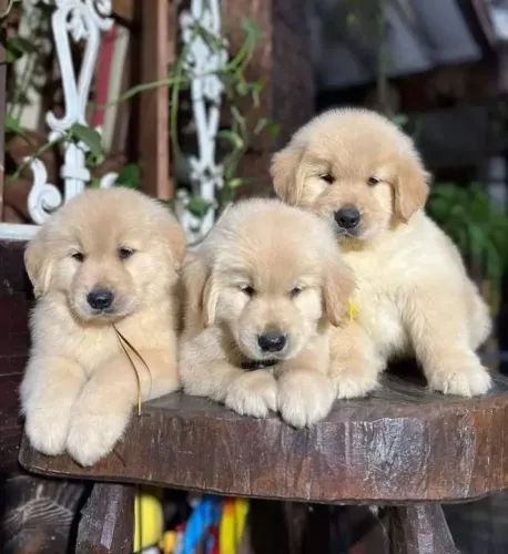 Golden Retriever - Filhotes Meigos E Atentos 