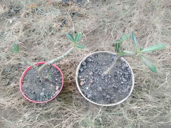 Mudinhas de flor do deserto
