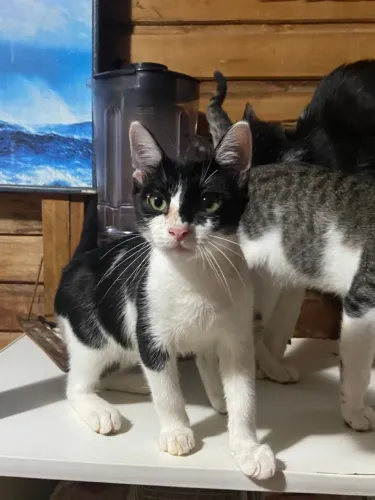 Gato Macho p/ Doação 