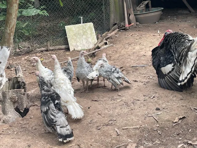 Vendo fêmea de peru  