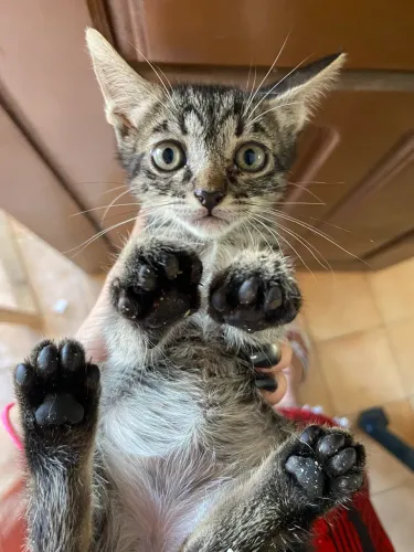 Gatinhas pra doação castração gratuita 
